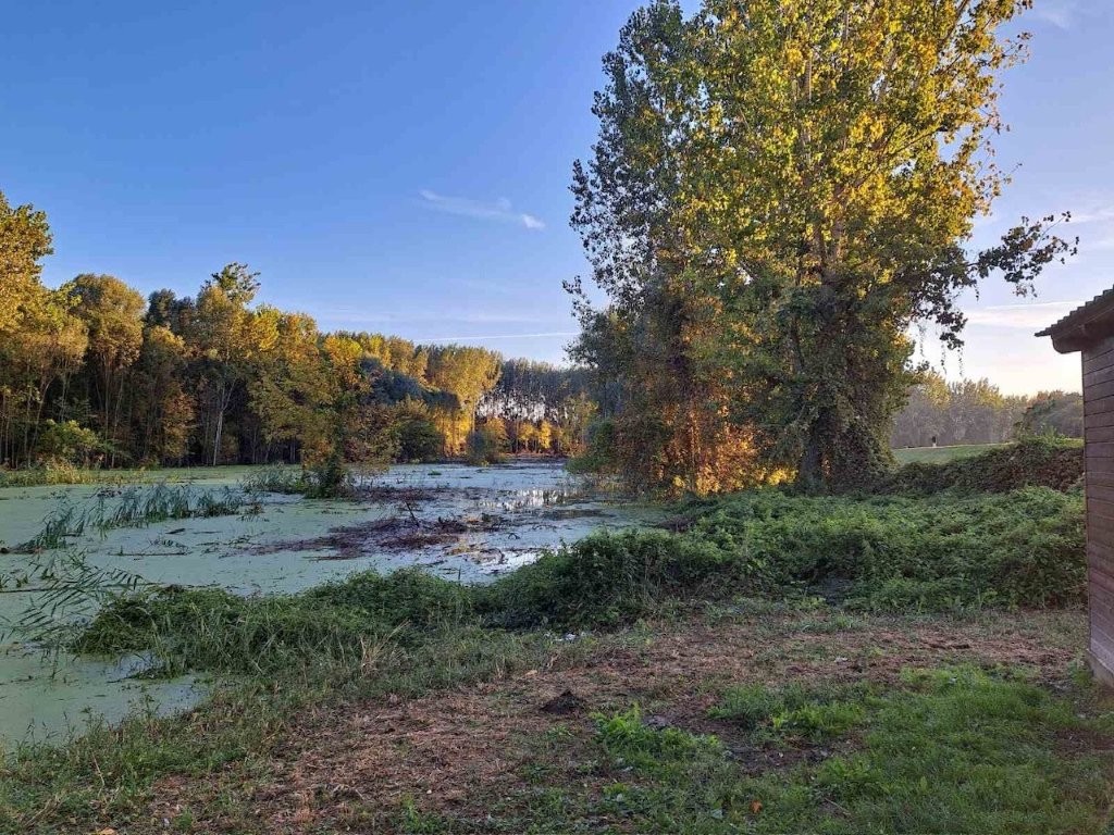 revitalizacija stare drave 13